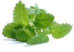 lemonbalm