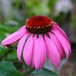 echinacea
