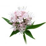 valerian